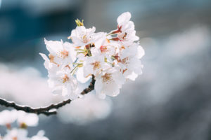 4月のレッスンに関しまして