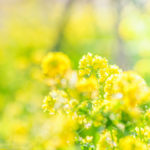 ５月のレッスンに関しまして