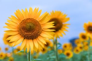 ８月のレッスンに関しまして