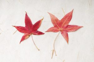2021年11月の予定です。